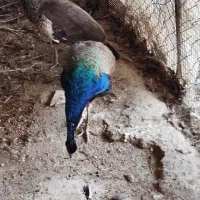 طاووس هندی|پرنده|قائم‌شهر, |دیوار