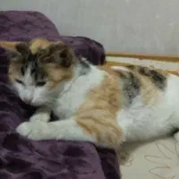 گم شده در اردبیل محله پیرشمس الدین