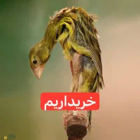 قناری جیبوس و جیبر