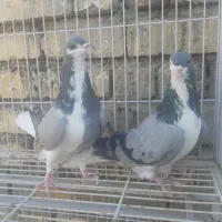 دمگیر واز و بریده