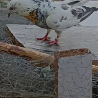 کفتر گم شده|حیوانات|بهارستان, |دیوار