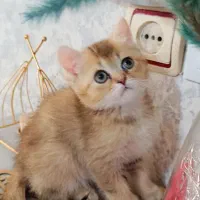 بریتیش نروماده