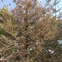 سمپاشی و محلولپاشی زیر نظر گیاه پزشک|خدمات باغبانی و درختکاری|تهران, زعفرانیه|دیوار