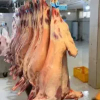 دام زنده با ما