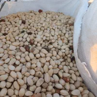 پسته پوک کمر آبی و زرده نخودو خریدارم نقد|خدمات باغبانی و درختکاری|بهمن, |دیوار