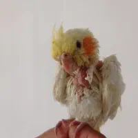 جوجه عروس هلندی