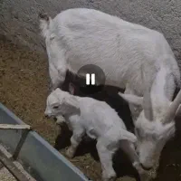 یک عددبزسانن زایده|حیوانات مزرعه|قائن, |دیوار