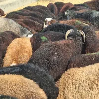 بره نر چاق