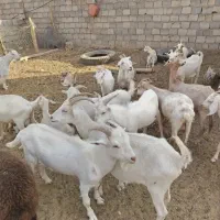 نر بز