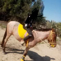 اسب گمشده|حیوانات|سعدآباد, |دیوار