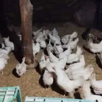 مرغ لاری تخم گذار