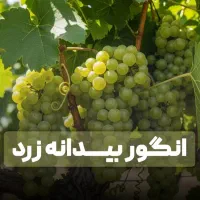 انواع نهال گردو فرنور و چندلر و صنوبر تصمینی|خدمات باغبانی و درختکاری|فیروزکوه, |دیوار