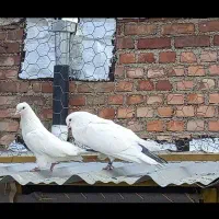 جفت تو‌ دم دار عطیقه