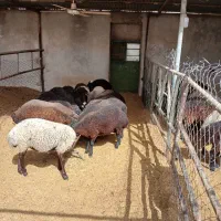 بره نر و ماده|حیوانات مزرعه|پاکدشت, پاکدشت (مامازند)|دیوار