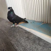 زاغ صرب|پرنده|تهران, فرحزاد|دیوار