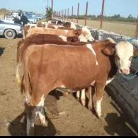 تهیه گوساله از میادین دام دوشنبه و پنجشنبه آق قلا|حیوانات مزرعه|ساری, |دیوار