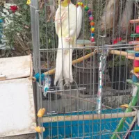 جفت عروس پاریس|پرنده|کارون, |دیوار