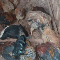 خروس مرغ کلشیر