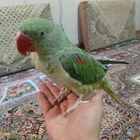 شاه طوطی رام|پرنده|وحیدیه, |دیوار