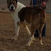 سگ آلابای|سگ|شیراز, داریون|دیوار