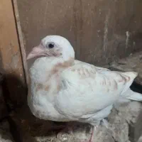 چهارعددجوجه کبوترارتیست