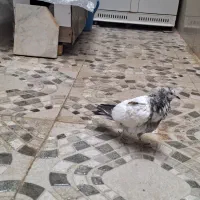 ۲ عدد کبوتر تهرانی پرشی|پرنده|جوانرود, |دیوار