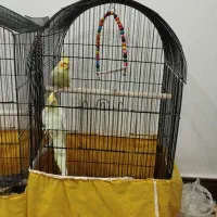 عروس هلندی مولد و غیر مولد|پرنده|فارسان, |دیوار