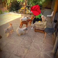 پانسیون سگ هپی