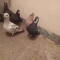 کبوتر.کفتر .پرنده