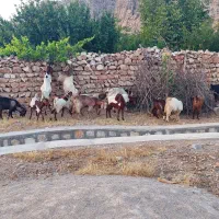فروش بز پاکستانی .نجدی