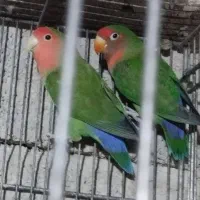 یک جفت کوتوله نرماده