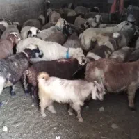 فروش فوری بز شیرده نژادی