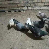 کفترساروآلمانی