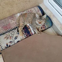 واگذاری بچه گربه