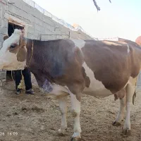 20روز مانده زایمان