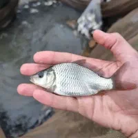 فروش ماهی پرورشی با تعرفه دولتی