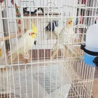 یک جفت طوطی عروس هلندی سخنگو بندر دیّر|پرنده|بندر کنگان, |دیوار