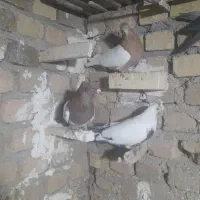 نر دمی کله زرد کله سرخ کموتر کار