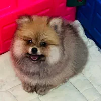 پامر|سگ|رشت, چله خانه|دیوار