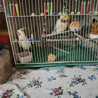 جفت عروس هلندی