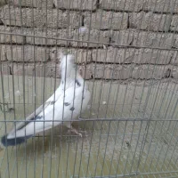 کبوتر|پرنده|اصفهان, شهشهان|دیوار