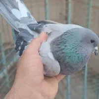 سگ پای|سگ|خمینی‌شهر, |دیوار
