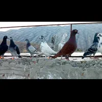 کبوتر‌پلاکی|پرنده|شیراز, محمدیه|دیوار