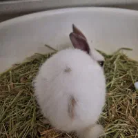 خرگوش نژاد نیوزیلندی|موش و خرگوش|پردیس, فاز ۱۱|دیوار