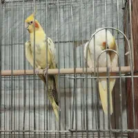 عروس هلندی مولد|پرنده|کهریزک, |دیوار