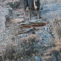 سگ افغان نر