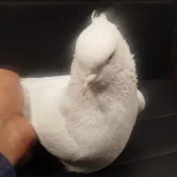 نر سفید ملقی