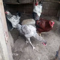 مرغ|حیوانات مزرعه|مینودشت, |دیوار