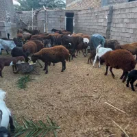 تعداد میش افشار وبز