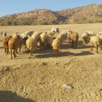 الاغ نر گلیه ای قیمت 8 میلیون به شرط|حیوانات مزرعه|الشتر, |دیوار